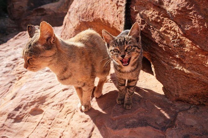2 Days Tour | Petra, Wadi Rum & Dead Sea | Accommodation included - Price and What You’re Really Paying For ($760)