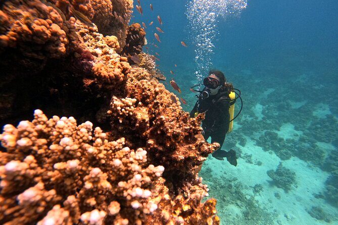 2-Hour Private Scuba Experience in Aqaba - Photos and Video: How You Get Proof Without Fussing Underwater