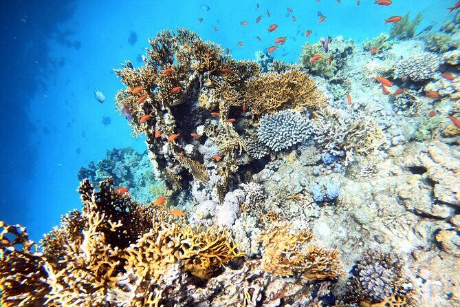 2-Hour Private Scuba Experience in Aqaba - Timing in Aqaba: Weather, Hours, and When to Book