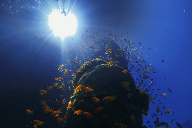 3-Day Open Water Scuba Diving Course in Aqaba - Open Water Days in Aqaba: Skills Meet the Gulf of Aqaba Red Sea
