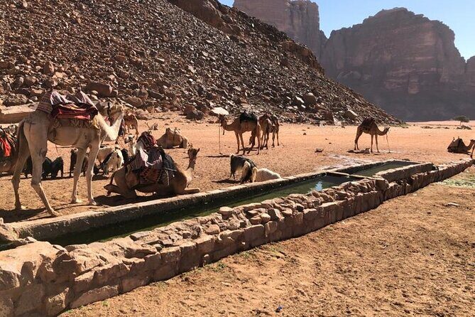 4 Hour Jeep Tour (morning or sunset) - Wadi Rum Desert Highlights - Canyon walk or sunset viewpoint: pick your desert mood