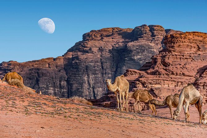 4-Night Jordan Wonders Amman Hotel:Petra,Wadi Rum,Aqaba& Dead Sea - Day 4: Aqaba at Your Pace, Then Dead Sea Hotel Swim Time