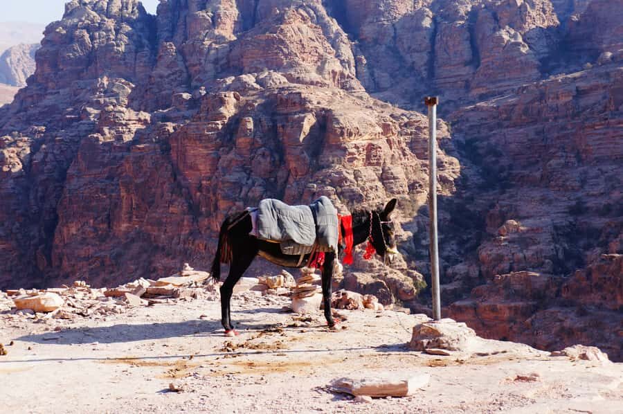 Amman King's Way Day Tour To Petra - Madaba churches: your first 45 minutes of mosaics and meaning
