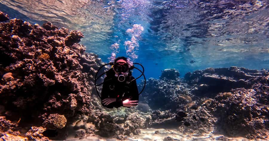 Aqaba Dive Adventure: Explore The Red Sea On A Tour - The surface moment: photo stop and wildlife viewing