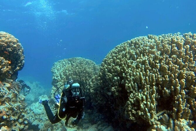 Aqaba Private Scuba Diving Activity with Pick Up - Where the day starts: Hammerhead Center to the Red Sea