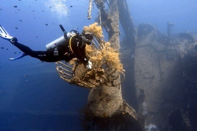 Aqaba Private Scuba Diving Activity with Pick Up - Aqaba’s coral gardens: what you might see besides the headlines