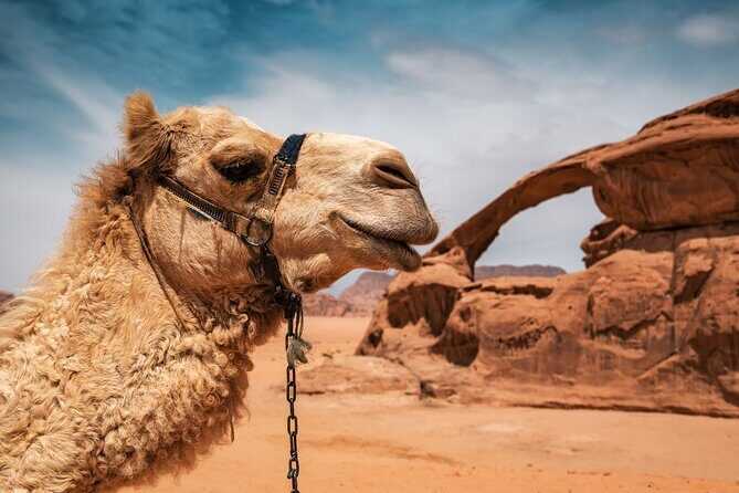 Best of Wadi Rum | Full day Jeep tour + Sleep under the stars | Pack all-in - Nabatean Temple to Lawrence Spring: a day with famous names