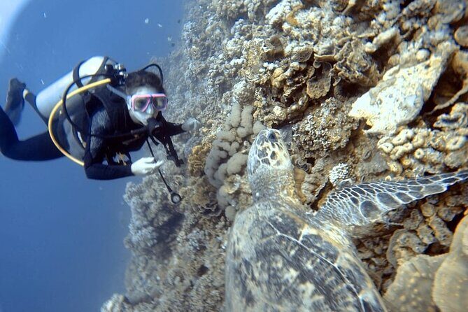 Boat Dive 2 Guided Dives with Lunch Included wreck dive&reef dive - The boat experience: comfort, sun care, and staying sane between stops