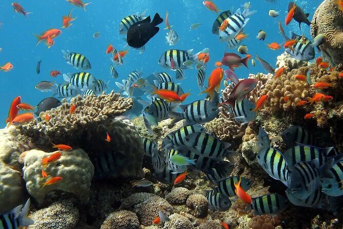 Boat Dive and Snorkeling Experience in Aqaba - Lunch on board: a real break between water stops