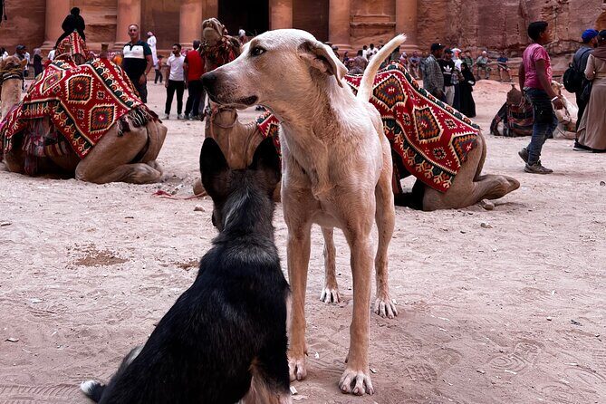 Discover Petra Hidden Gems - How long should you book: 2 hours vs full-day stamina