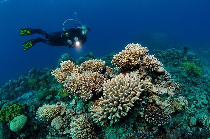 DSD "Discover Scuba Diving" (Min Age 10 Years) - Aqaba’s beginner-friendly intro: what you’re really signing up for