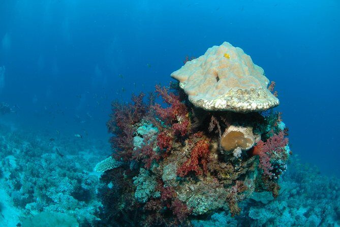 DSD "Discover Scuba Diving" (Min Age 10 Years) - Shallow-water skills: learning to breathe and move without drama