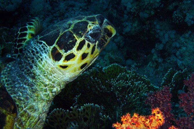 DSD "Discover Scuba Diving" (Min Age 10 Years) - Where you meet in Aqaba and how the timing works
