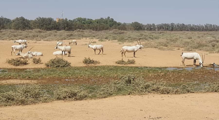 From Amman: Desert Castles of Eastern Jordan Tour - Comfort and what to bring for desert walking