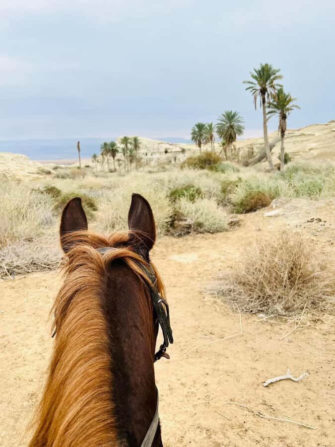 From Amman: Half-Day Tour to Dead Sea - Practical Tips You’ll Appreciate More Than Photos
