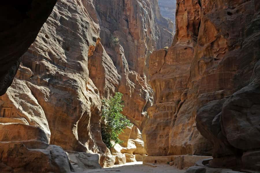 From Amman: Petra and Dead Sea Private Day Tour - Who this private tour suits best (and who might want another style)