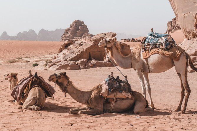 FROM AMMAN | Petra & Wadi Rum in one day | The Jordanian Mappers - Price and Value: Is $370 Per Person Fair for This Day?