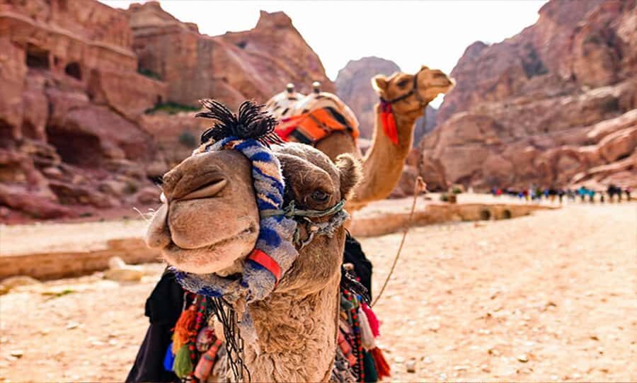 From Amman: Private Petra Day Trip with Guide - Horse Ride to the Siq, Then the 1.2 km Entrance Moment