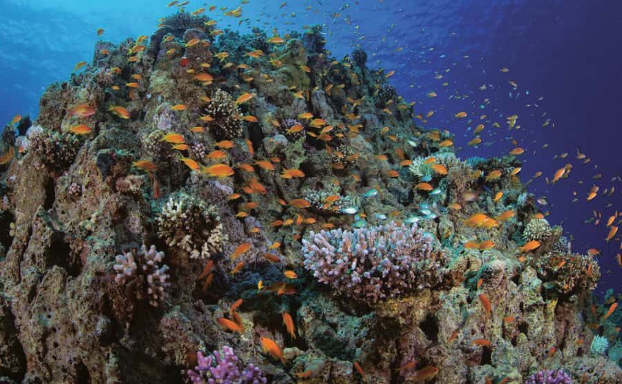Glass Boat & Snorkeling with day use of Berenice Beach Club - Snorkeling time: two stops and how to make it count