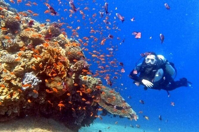 Guided Scuba Diving Adventure in Aqaba - Equipment included: the mask question and what “all necessary gear” means