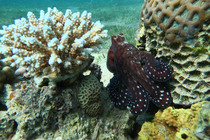 Journey of Diving or Snorkelling from a Boat - Getting Started at Ayla 5 Marina (Meeting at 9:00, Going Out Around 10:00)