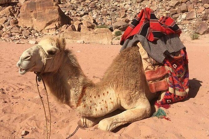 One Day Petra & Wadi Rum from Aqaba - Lunch and the In-Between Pace: Eat Well, Stay Moving