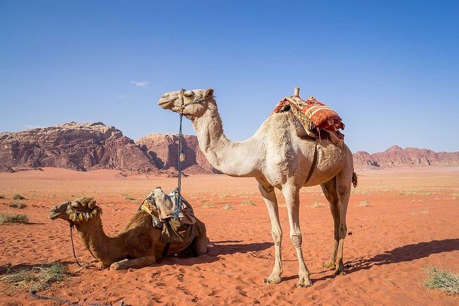 Petra 1 Day Tour from Aqaba - Key Points Worth Noting