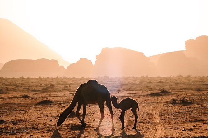 Petra and Wadi Rum Day Excursion with Hotel Collection - Amman pickup, comfort on the road, and why it matters