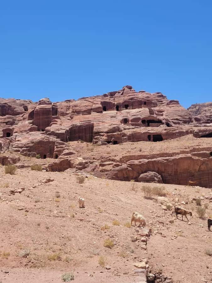 Private 3-Hour Guided Tour of Petra with Hotel Pickup . - Treasury Time: Best Photo Moments Without the Chaos