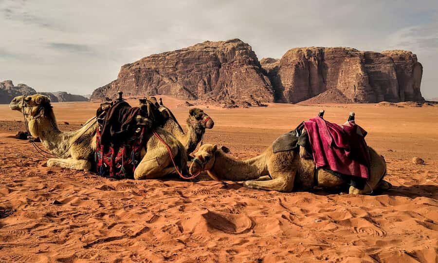 Private 3-Hour Guided Tour of Petra with Hotel Pickup . - Who This Tour Suits Best (And Who Should Skip It)