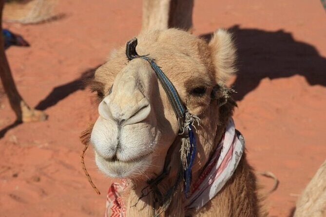Private 5-Day Guided Tour of Jordan - Entering the Jordan rhythm: how the “private 5 days” actually works