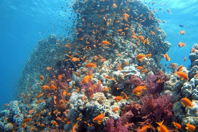 Private Scuba Diving Adventure in the Red Sea of Aqaba - Aqaba’s Shore Scuba Advantage: Why This Works in the Red Sea