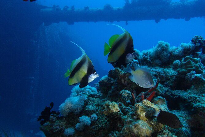 Private Scuba Diving Adventure in the Red Sea of Aqaba - What You’ll See: Coral Reefs, Fish, and the Cider Pride Shipwreck