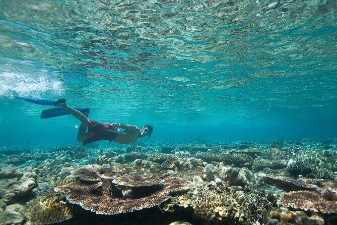 Private Snorkeling Experience in Aqaba Red Sea - Aqaba’s Red Sea Wreck Sites, in a 1-Hour Format
