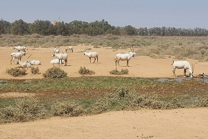 Private Tour of Desert Castles Eastern Jordan with optional Azraq Wetland Visit - Private Ride From Amman: Start Time, Comfort, and Real Flexibility