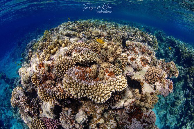Scuba Diving for Certified Divers - First Underwater Session: Clear Water, Coral Reef Time, and Wreck Options