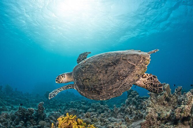Scuba Diving for Certified Divers - What You Need to Know Before You Go (So the Day Stays Easy)