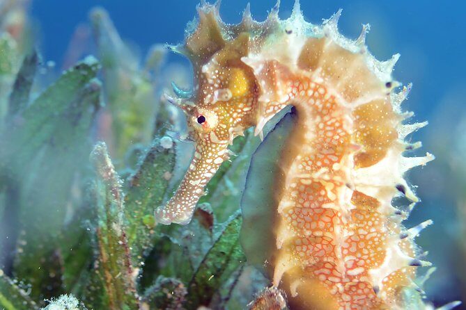 Scuba Diving for Certified Divers - Who This Aqaba Package Fits Best