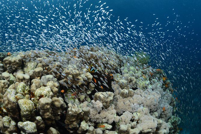 Shore Certified Diving - Two Dives - Shore-based Aqaba scuba sessions: the real deal
