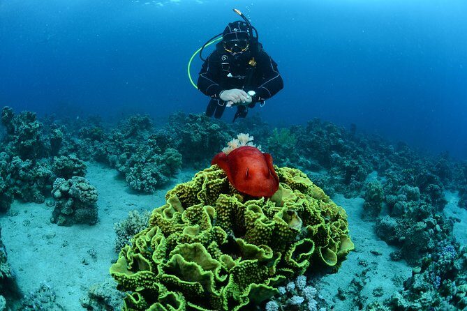 Shore Certified Diving - Two Dives - Price and value: is $120 actually a good deal?