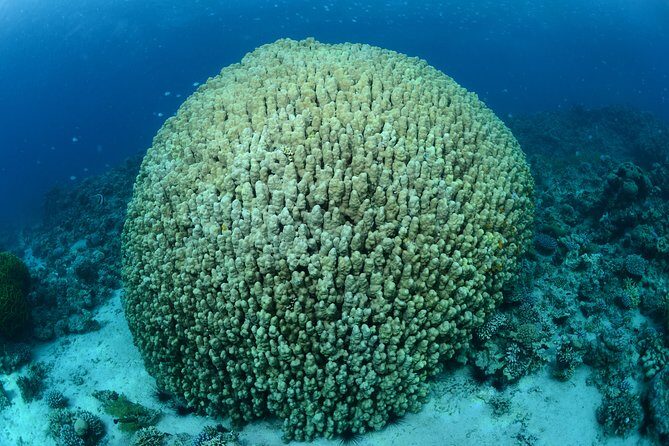 Shore Discover SCUBA Diving/Introductory Diving - One Dive - Key reasons to book this Aqaba scuba intro