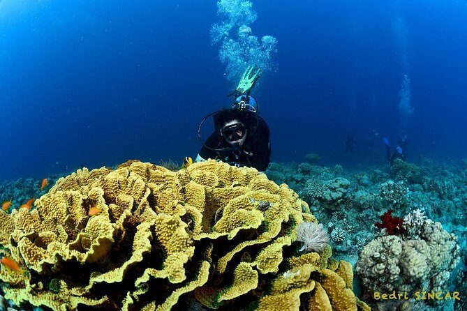 Shore Discover SCUBA Diving/Introductory Diving - One Dive - How the transfers work (and why they’re worth it)