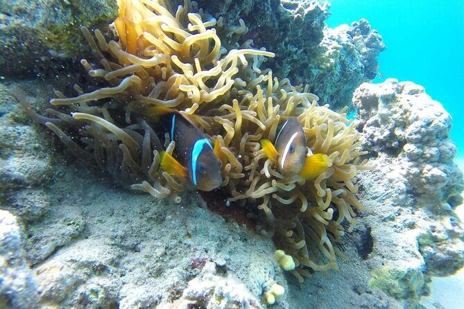 Snorkeling Trip with pick up ( beach) - What You’re Likely to See: Coral Reefs and Local Marine Life