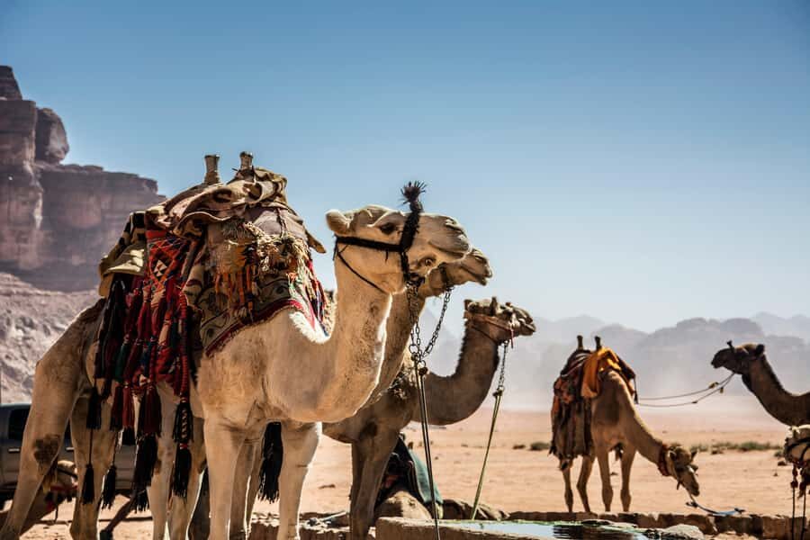 Wadi Rum: Camel Ride with tea and Bedouin Guide - Getting There From Wadi Rum Village: The Jeep Part You’ll Notice