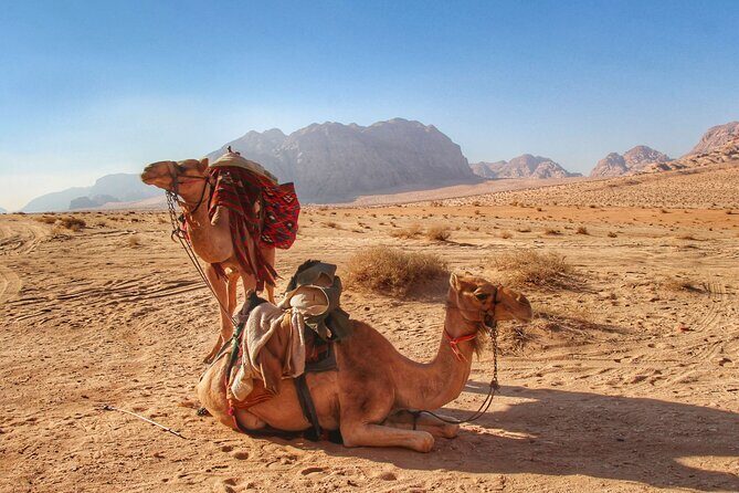 Wadi Rum: Camel Trek Adventure - Meeting at Wadi Rum Rest House: what the start feels like