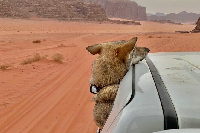 Wadi Rum Cave Camping with Jeep Tour - Timing tips: start in the afternoon, finish at night