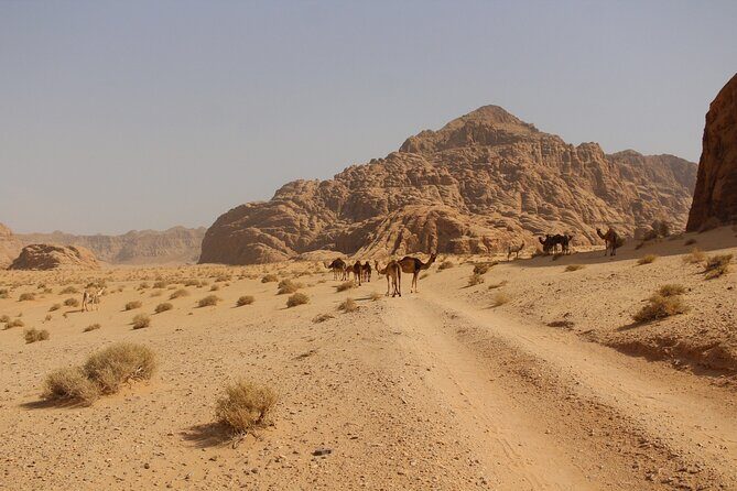 Wadi Rum Full Day Jeep Tour - Price and value: what $70 covers (and what doesn’t)